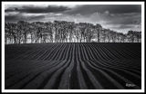 Furrows