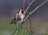 Goldfinch