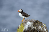 Puffin Rock