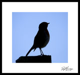 Hitchcock's The Birds?