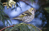 Siskin (f)