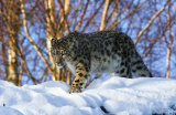 Snow Leopard