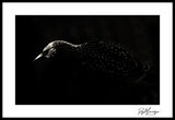 Starling