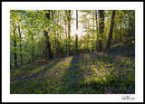 Tarvit Bluebells