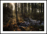 Tentsmuir Sunlight