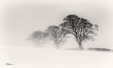 Winter Trees