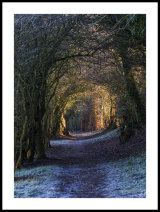 A Wooded Path
