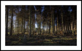 Woodland near Mount Hill