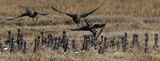 9H0A5502-Brent_Geese_take-off_Morston