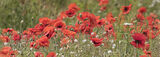 9H0A6019-Wild_Poppies_Norfolk_fields