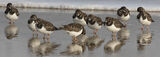 9H0A7020-Turnstones_hunkered_down_shoreline