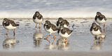 9H0A7067-Turnstones_reflection_shoreline