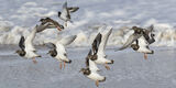 9H0A7086-Turnstones_on_shoreline