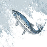 LEAPING SALMON RM054