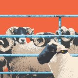 SHEEP RM072