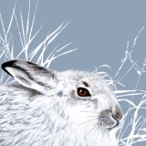 MOUNTAIN HARE RM080