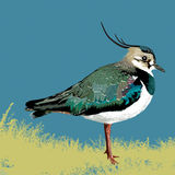 LAPWING RM081