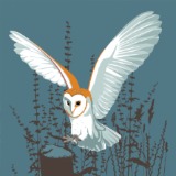 BARN OWL RM062