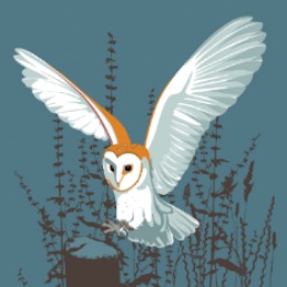 BARN OWL RM062