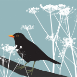 BLACKBIRD RM061