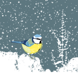 BLUE TIT IN THE SNOW 65