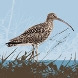 CURLEW RM020