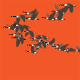 Canada Geese RM039