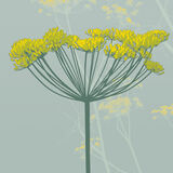 FENNEL RM053
