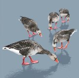 GREYLAG GEESE RM045