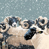 HERES LOOKING AT EWE RM072