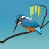 KINGFISHER RM026