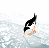 OYSTERCATCHER RM041