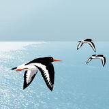 OYSTERCATCHERS RM022
