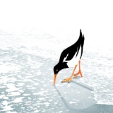 OYSTERCATCHER RM041