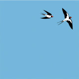 SWALLOWS RM042