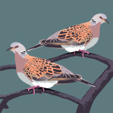 TURTLE DOVES RM030