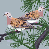 TURTLE DOVES RM030