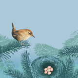 WREN RM017