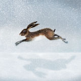 HARE IN THE SNOW RM025