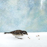 SPARROW IN THE SNOW RM34