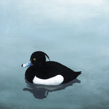 Tufted Duck rm004