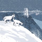 WILD GOATS, AVON GORGE, BRISTOL RM068
