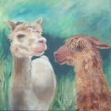Alpaca Chatta (on deep edge canvas) Sold