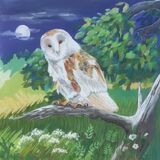 Barn Owl