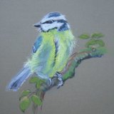 Blue  tit