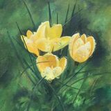 Crocuses in the rain