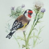 Goldfinch and Thistle