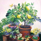 Lemon Tree (sold)