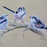 Long tailed trio