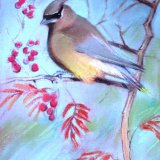 Waxwing